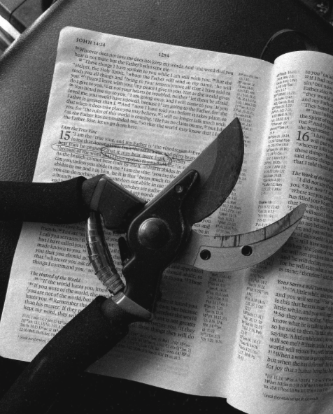 Gardening, especially the pruning aspect, helps me make sense of life.